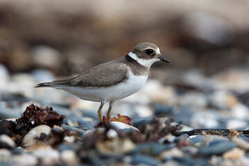 Ringed Plover (Charadrius hiaticula), full grown juvenile, Marazion, Cornwall, UK.