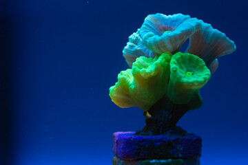 Marine Fish in reef aquarium and live rock