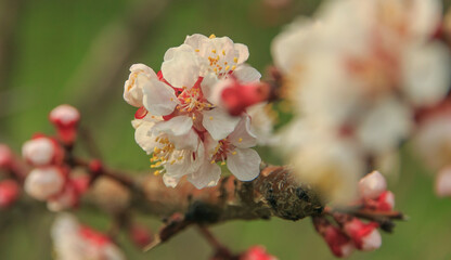 spring flowers on a branch on a green background
