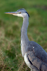 Grey Heron (Ardea cinerea), juvenile/ 2nd winter, Marazion Marsh RSPB Reserve, Cornwall, UK.