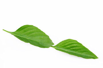 Obraz premium Basil leaves isolated on white