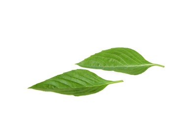 Basil leaves isolated on white