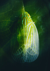 Closeup of a Grainy planthopper