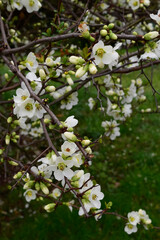 apple tree flowers