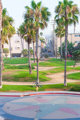 Obraz premium palm trees in the park