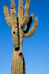 Giant saguaro with multiple arms and cactus wren bird nests against a blue sky