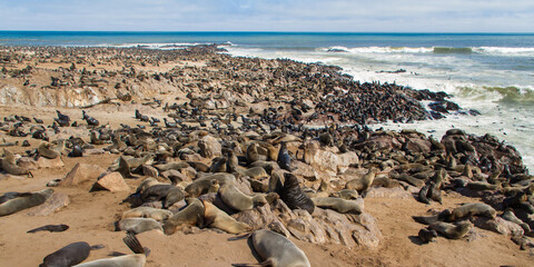 Seal colony at sceleton coast in Namibia