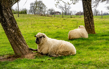 Zwei Schafe im Chillmodus