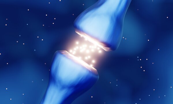 Synapse, neurotransmitter release in the synaptic junction