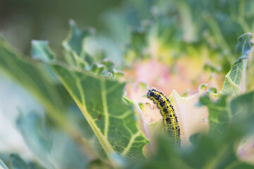 Ornamental kale head damaged by larva of Cabbage White butterfly (Pieris rapae). Close-up of caterpillar on leaf - insect pest causing huge damage to harvest in farms and gardens.