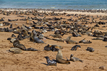 Seal colony at sceleton coast in Namibia