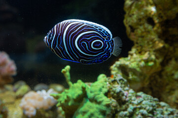Marine Fish in reef aquarium and live rock