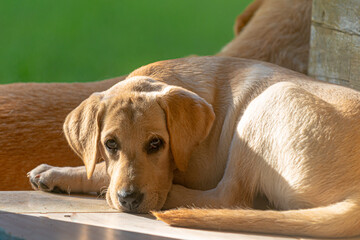 Labrador Retriver puppy resting and watching the photographer at the door of the house