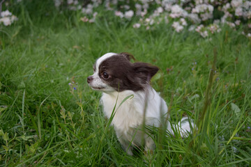 Naklejka na ściany i meble chihuahua puppy on grass