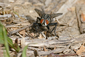 Common flesh fly (Sarcophaga sp.)