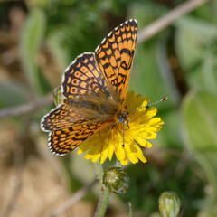 Glanville fritillary (Melitaea cinxia) on a flower