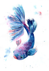 Watercolor illustration of a colorful exotic purple and blue fish with pink lips on a white background