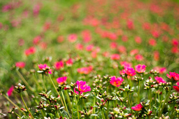 Obraz na płótnie Canvas Common Purslane, Verdolaga or Little Hogweed are blooming in the morning sunshine