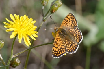 Glanville fritillary (Melitaea cinxia) on a flower