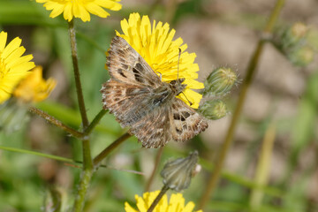 Mallow skipper (Carcharodus alceae) on a flower