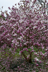 pink blossom