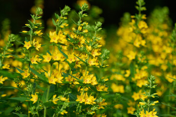 Drüsiger Gilbweiderich ( Lysimachia punctata )