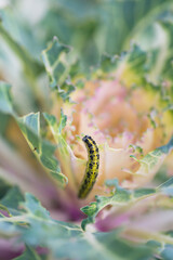 Ornamental kale head damaged by larva of Cabbage White butterfly (Pieris rapae). Close-up of caterpillar on leaf - insect pest causing huge damage to harvest in farms and gardens.