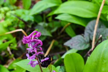 bumblebee on flower. Corydalis cava