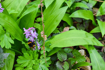 bumblebee on flower. Corydalis cava