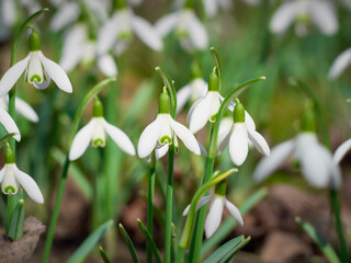 Blooming snowdrops in the springtime.