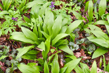 Obraz premium Close up of Allium ursinum know as wild garlic