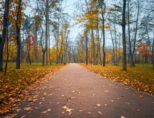 Obraz premium Alley in the autumn park with colorful trees.