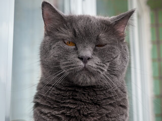 Portrait of a gray cat close up.