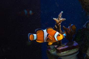 Marine Fish in reef aquarium and live rock