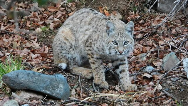 Young beautiful Bob Cat in the wild.