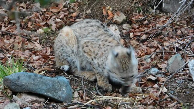 Beautiful young Bob Cat near creek eating it's prey.