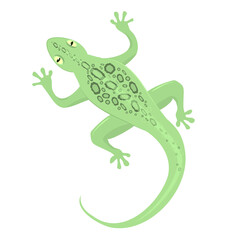 vector illustration of a green lizard isolated on a white background
