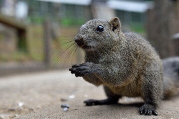 町田リス園のタイワンリス