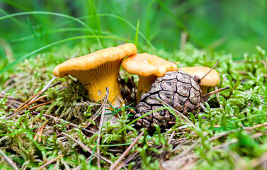 Chanterelle mushrooms growing among green grass