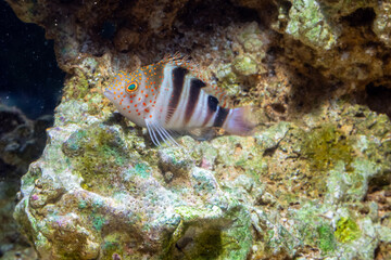 Naklejka na ściany i meble Marine Fish in reef aquarium and live rock