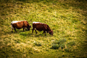 cows on pasture in austrian alps, gastein, salzburg