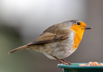 robin feeding