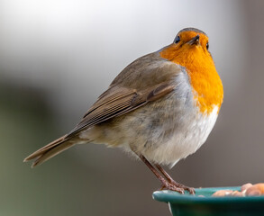 robin feeding