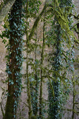 Fototapeta premium pine tree forest