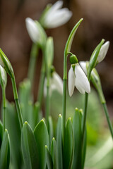 Snowdrop flowers - Galanthus nivalis close up with selective focus.