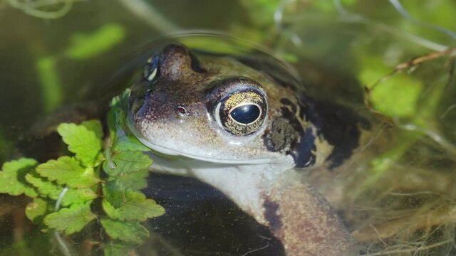 Beautiful portrait close-up of common frog looking up from a pond. Rana temporaria, the frogs are also known as the European common frog or European grass frog. Steady shot.