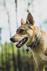 Portrait of a little czechslovakian wolfdog