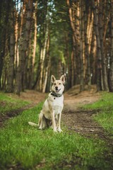 Little wolfdog in a forest