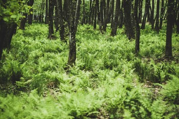 Shot of a green forest with fern undergrowth