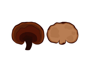 Lingzhi mushroom ( Ganoderma Lucidum, Reishi mushroom )  isolated on white background. Icon vector illustration.